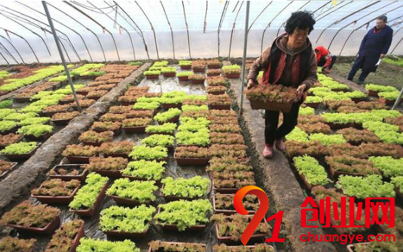 值得一試7個(gè)農(nóng)村創(chuàng)業(yè)賺錢點(diǎn)子