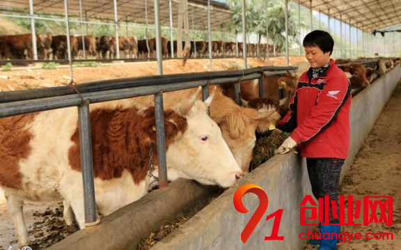 想養(yǎng)牛？一定要避開5點才可以！