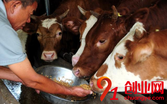 想養(yǎng)牛？一定要避開5點才可以！