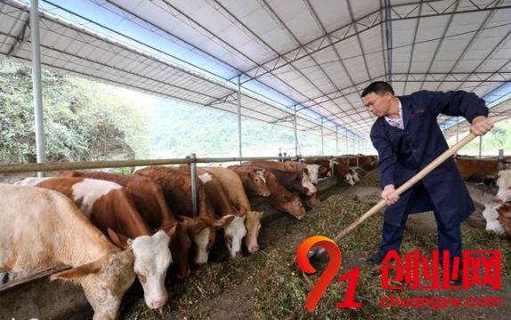 想養(yǎng)牛？一定要避開5點才可以！