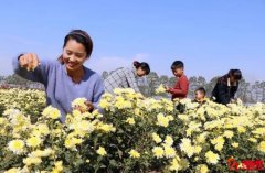 農(nóng)村創(chuàng)業(yè)種植這種黃色小花，一年凈賺十幾萬(wàn)