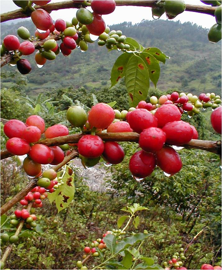 藍(lán)山咖啡館