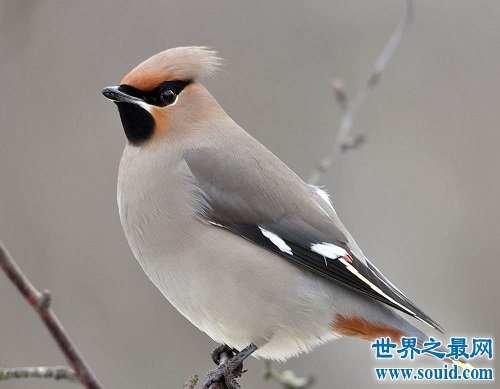 小太平鳥跟太平鳥是同一種鳥嗎？一起來揭秘吧！