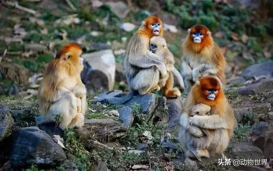 世界上棲息海拔高度最高的靈長類動物-滇金絲猴
