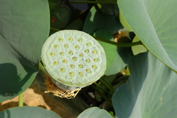 蓮子種植方法