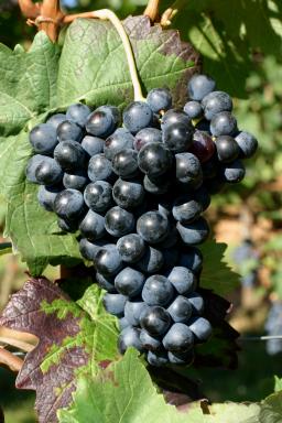巴貝拉(Barbera)